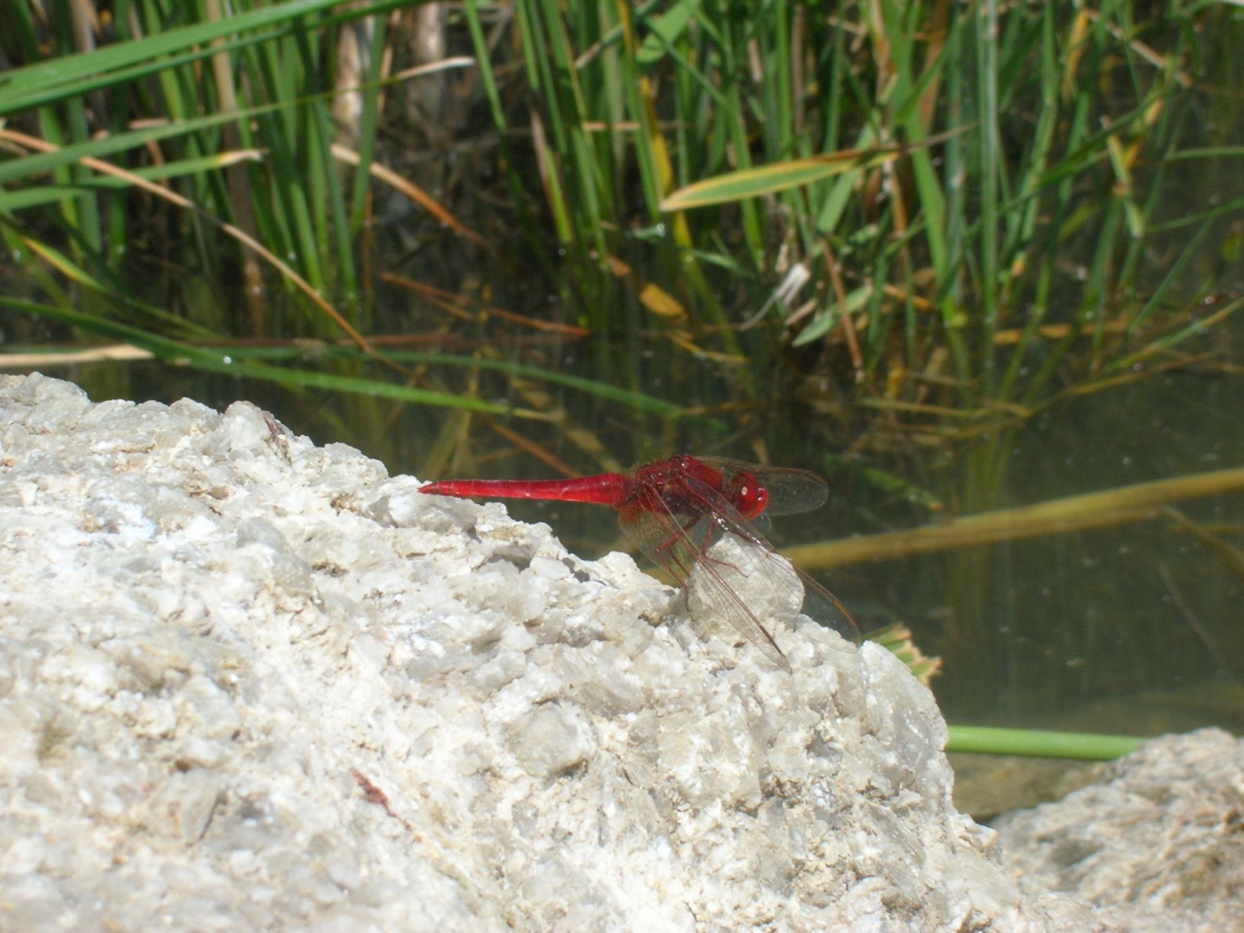 conferma identificazione: Crocothemis erythraea